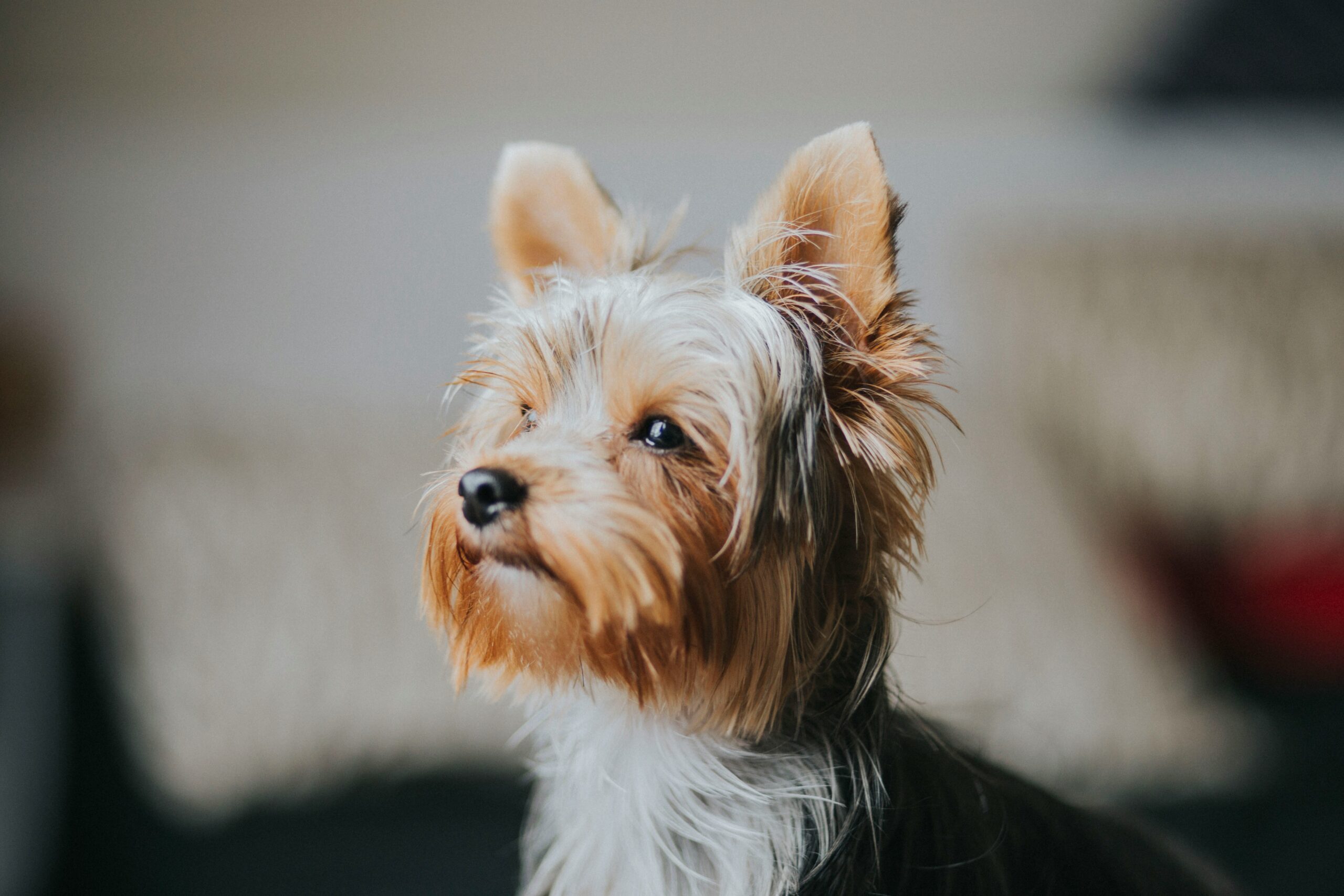 What Do Yorkies Usually Die From? Essential Causes, Health Risks, and How to Help Your Yorkshire Terrier Live Longer