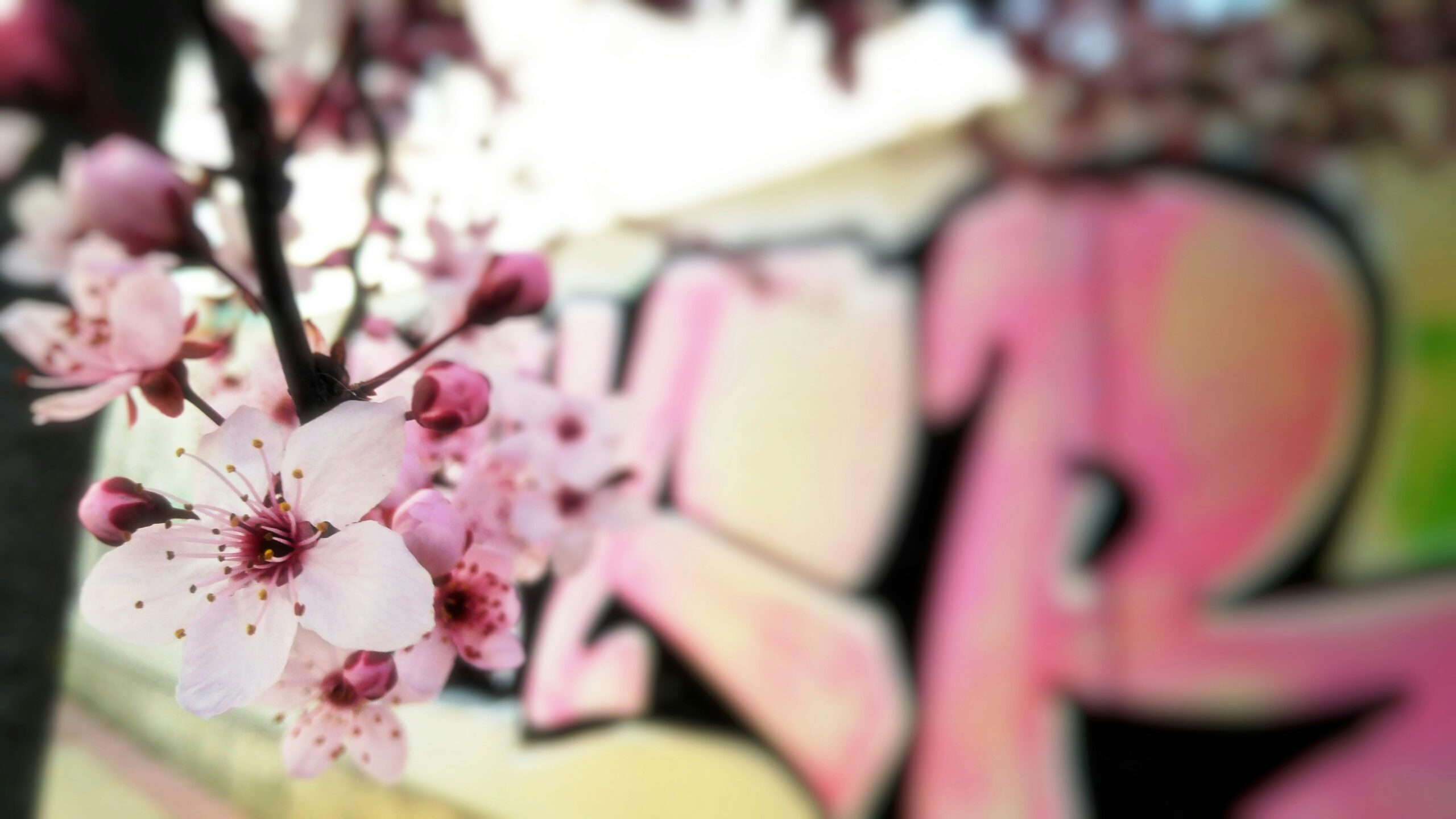 Blossom Word Game featuring gameplay, word puzzles, winning strategies, and vocabulary improvement.
