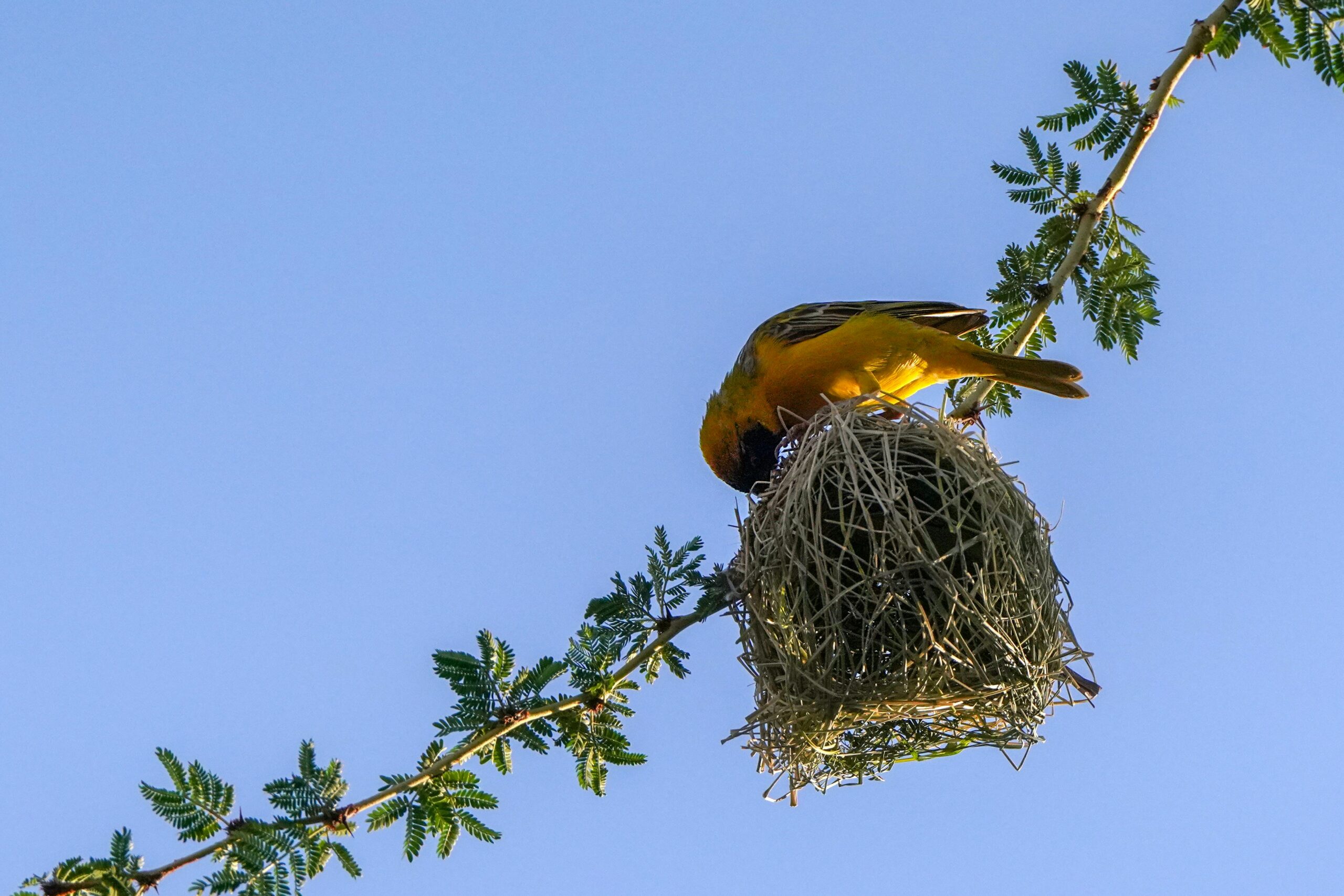 Elementalnest.com: Valuable Insights, Content Limitations, and What Every Reader Should Know