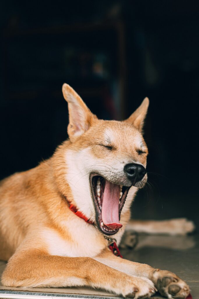 Why Does My Dog Bark at Nothing? guide to sensitive hearing, visual triggers, anxiety, boredom, territorial instincts, and barking behavior.