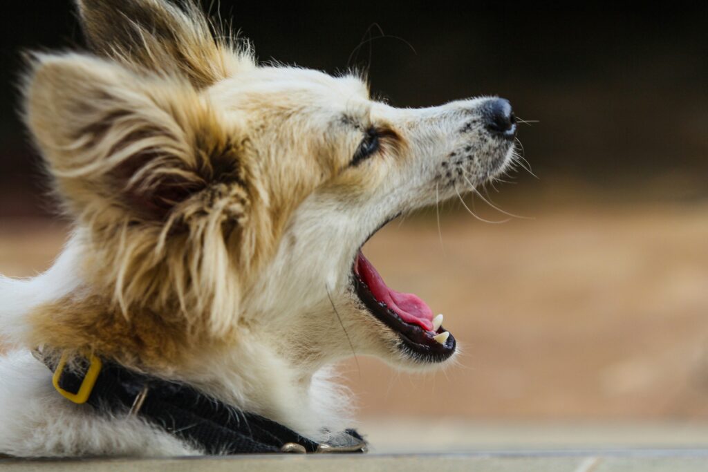 Why Does My Dog Bark at Nothing? covering unusual barking, canine instincts, body language, stress, environmental changes, and dog training.