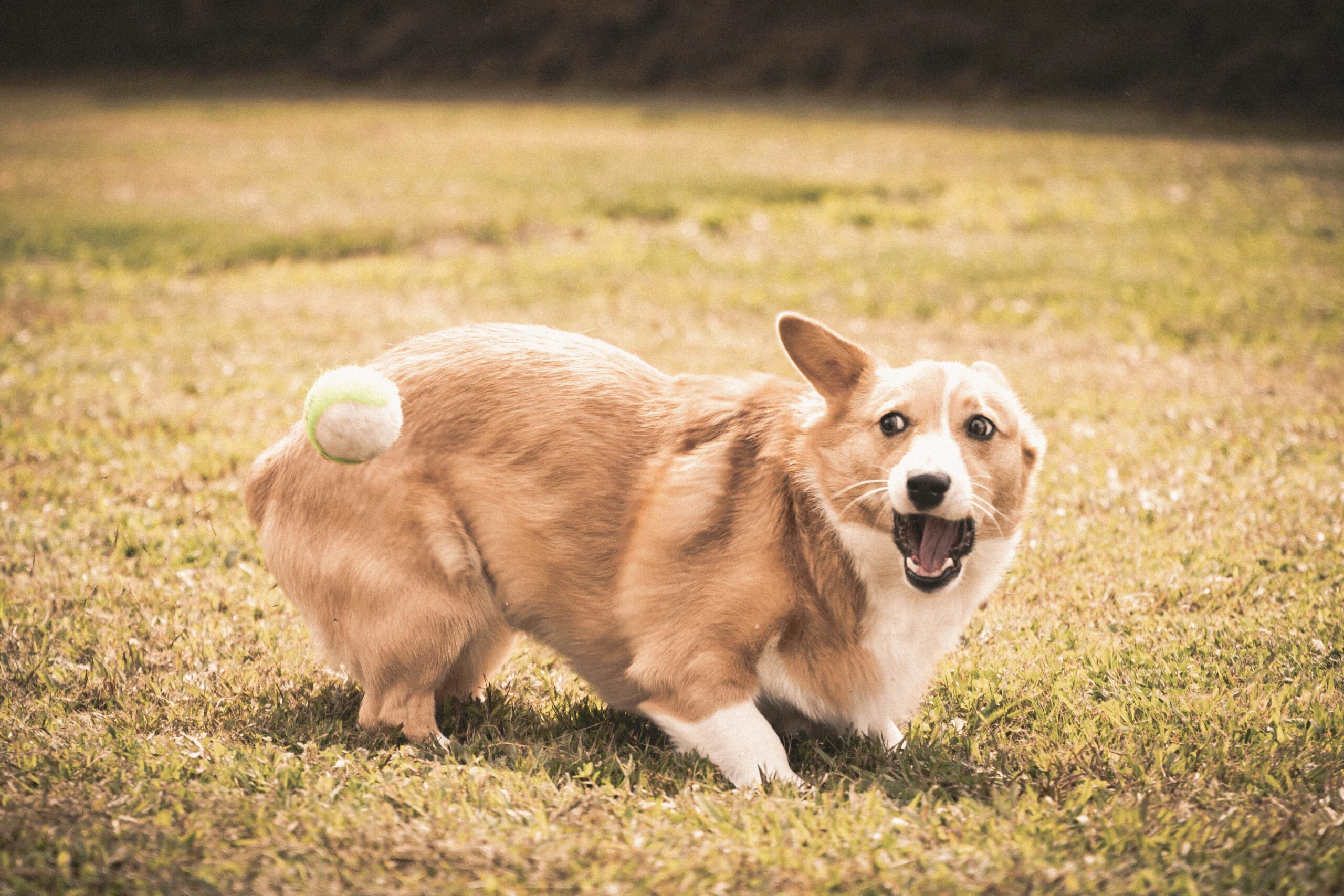 Why Does My Dog Pant All the Time? 9 Causes and Helpful Next Steps