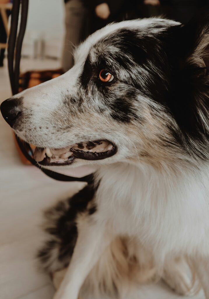 Why Does My Dog Pant All the Time? guide to excessive panting, overheating, stress, discomfort, health conditions, emergency signs, and vet care.