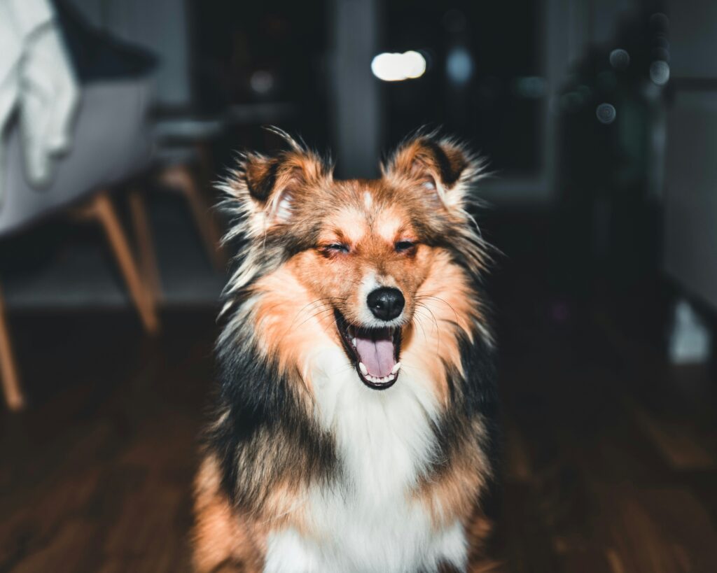 Why Does My Dog Pant All the Time? covering heat, exercise, anxiety, pain, breathing problems, medication effects, and warning signs.