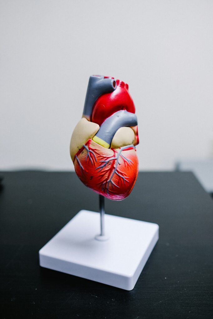Why Is the Left Ventricle Thicker Than the Right? guide to heart chambers, ventricular walls, pressure differences, blood flow, oxygen delivery, and cardiac workload.