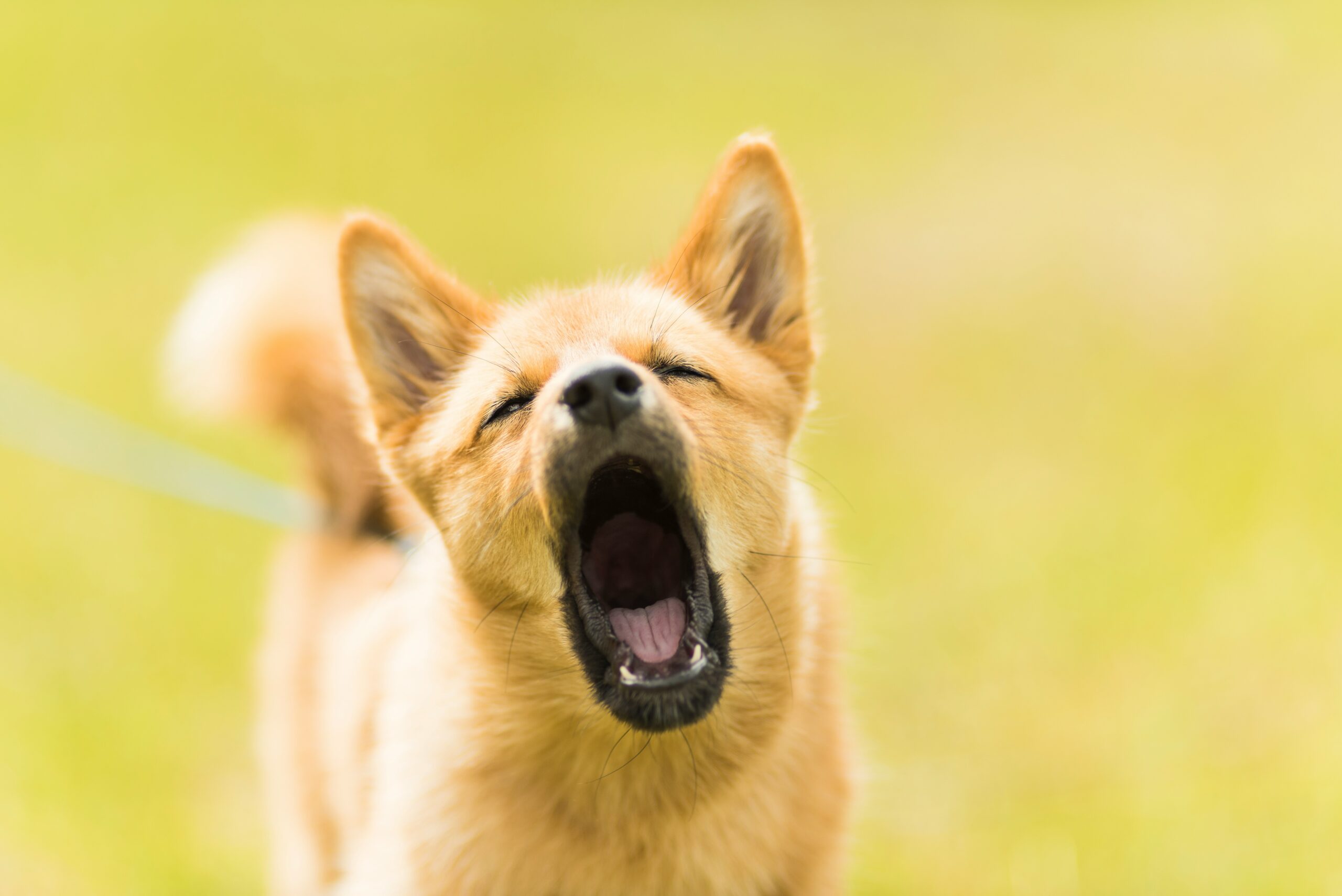 Why Does My Dog Bark at Nothing? 7 Powerful Insights Into Dog Behavior