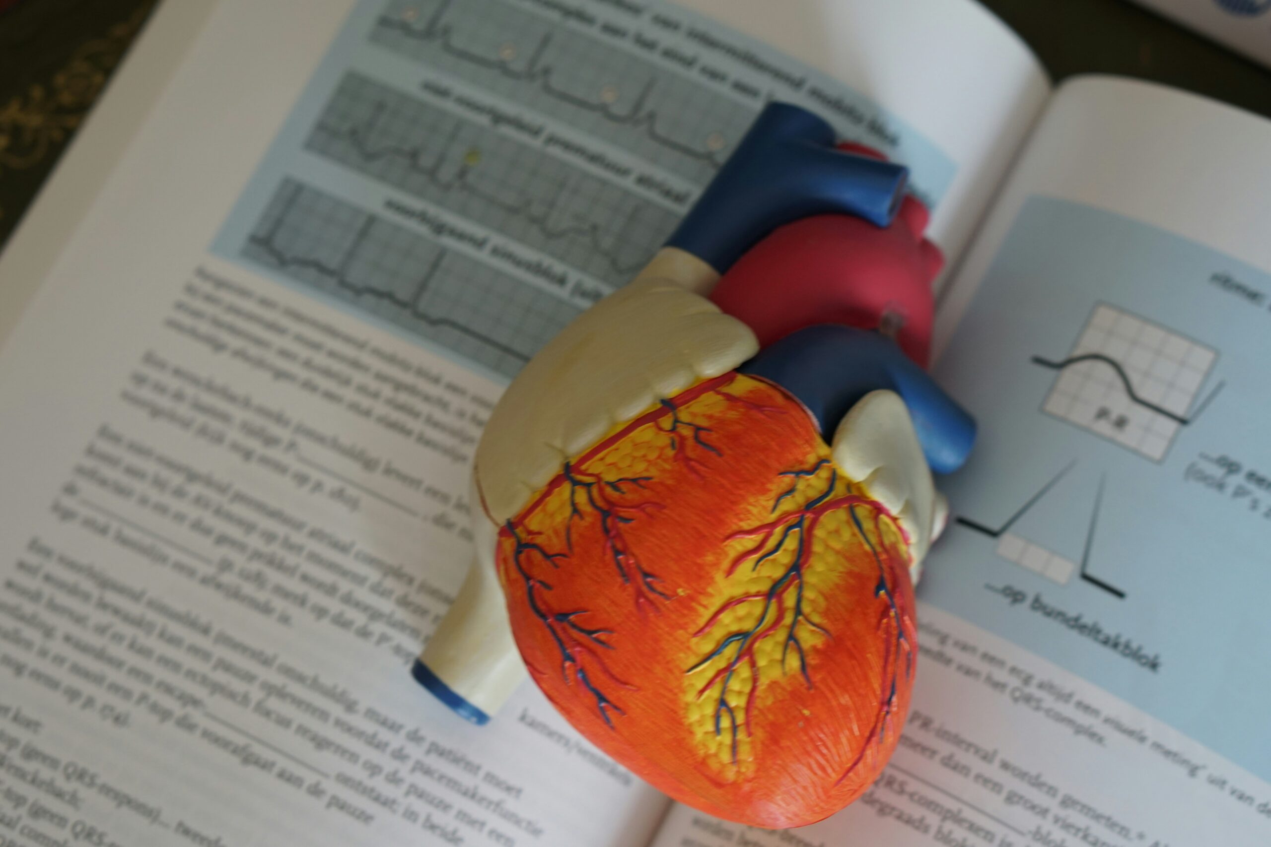 Why Is the Left Ventricle Thicker Than the Right? 7 Powerful Facts About the Heart