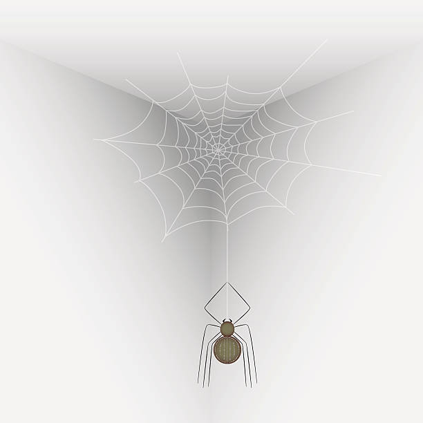 When Should You Worry About Spiders Around the House?